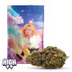 Fleur HEC 10 -Lady Banana
